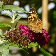 18th Sep 2019 - Painted Lady