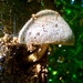 Mushroom by pattyblue