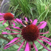 18th Sep 2019 - Bumblebee