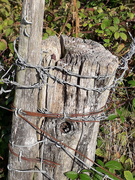 18th Sep 2019 - Wire and Wood