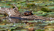 18th Sep 2019 - painted turtle on a floating log