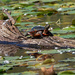 painted turtle on a floating log by rminer