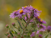 18th Sep 2019 - Golden New England Asters
