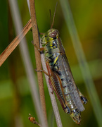 18th Sep 2019 - grasshopper 