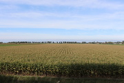 18th Sep 2019 - View on a cornfield