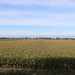 View on a cornfield by pyrrhula