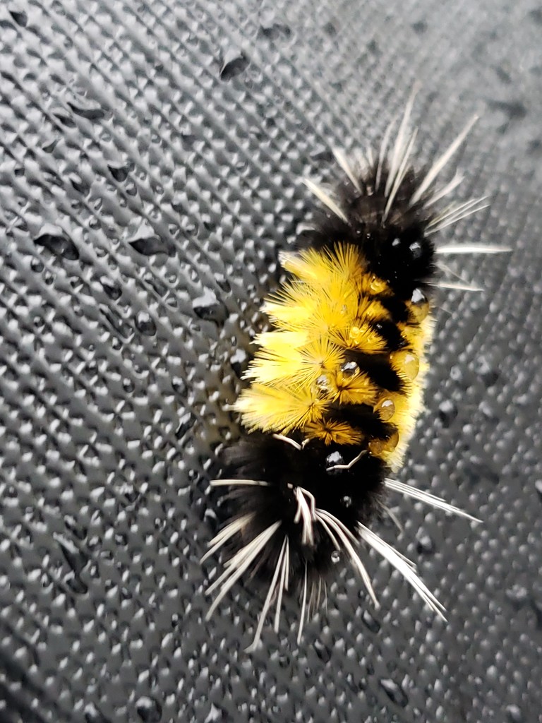 Caterpillar Catch by waltzingmarie