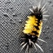 Caterpillar Catch by waltzingmarie