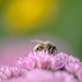 Busy as a BEE! by fayefaye