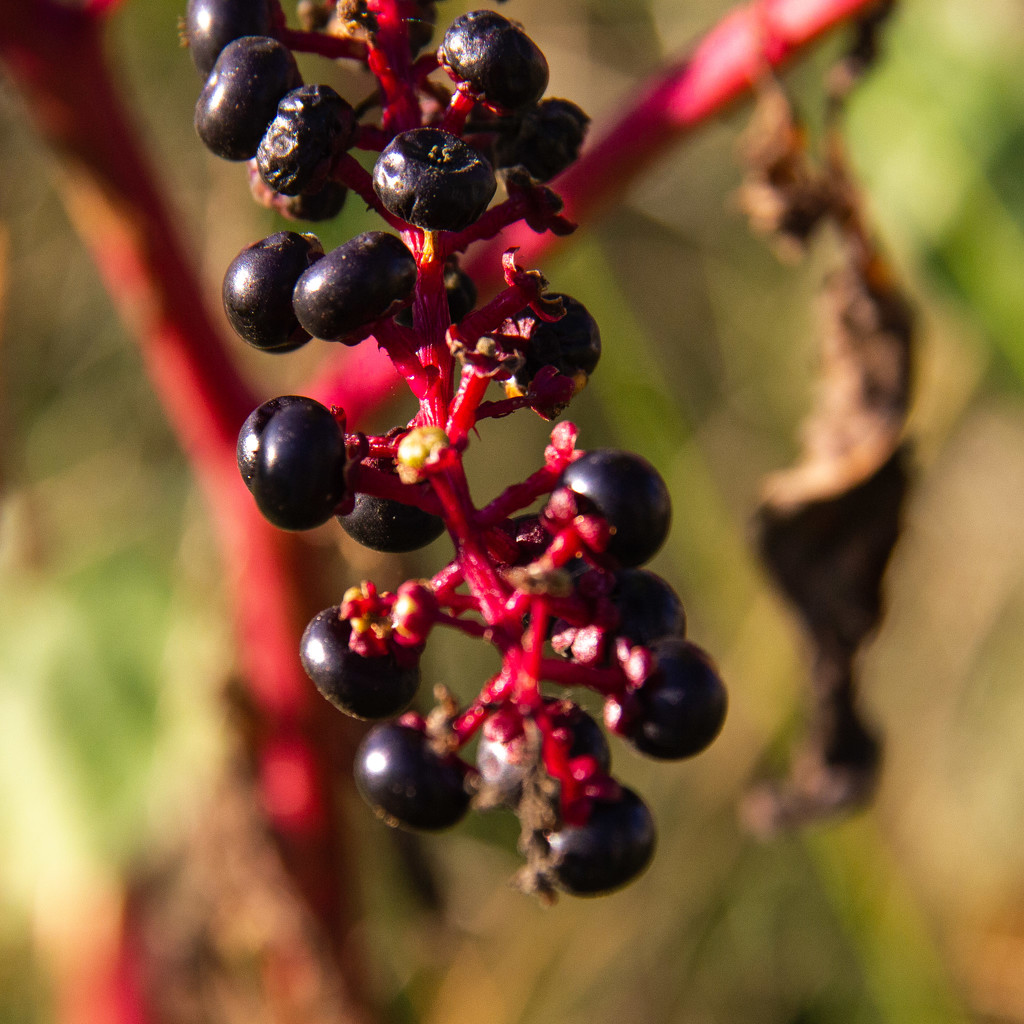 Pokeberries in the late afternoon light by randystreat