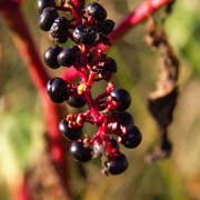 17th Sep 2019 - Pokeberries in the late afternoon light