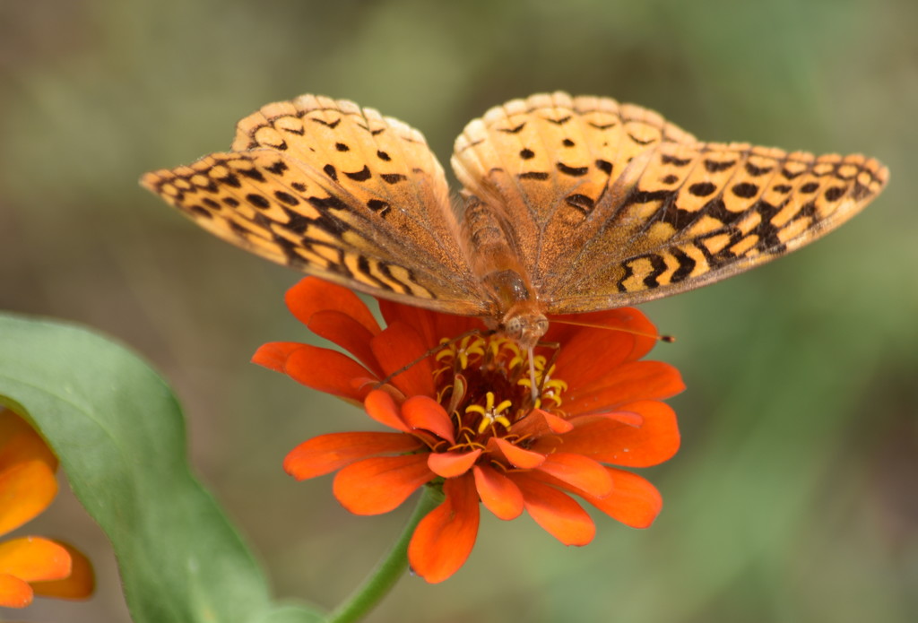 The Butterfly Returned by genealogygenie
