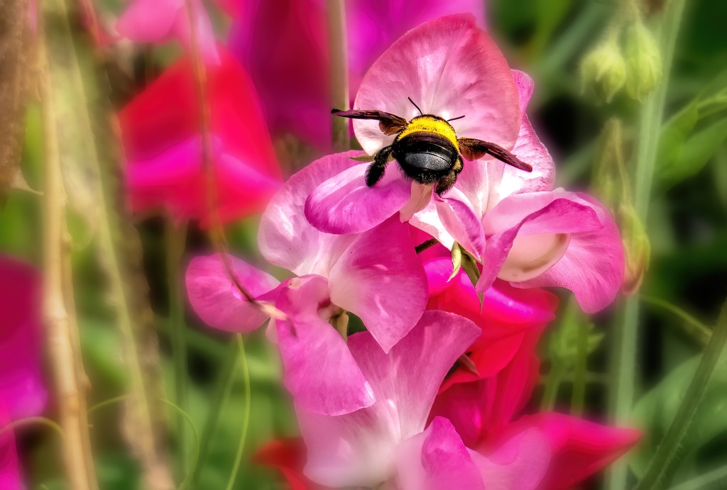 The Bumble Bee and the Sweetpea by ludwigsdiana