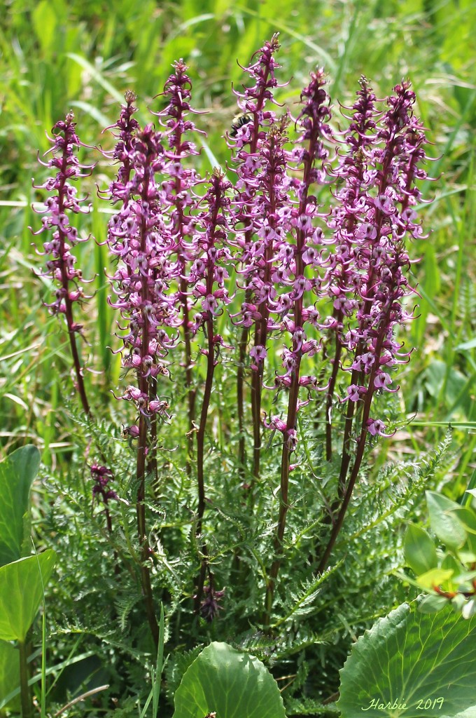 Purple Wildflower by harbie