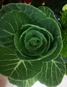 16th Sep 2019 - Cabbage flower