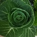 Cabbage flower by plainjaneandnononsense