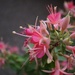 proud pink fuchsia by quietpurplehaze