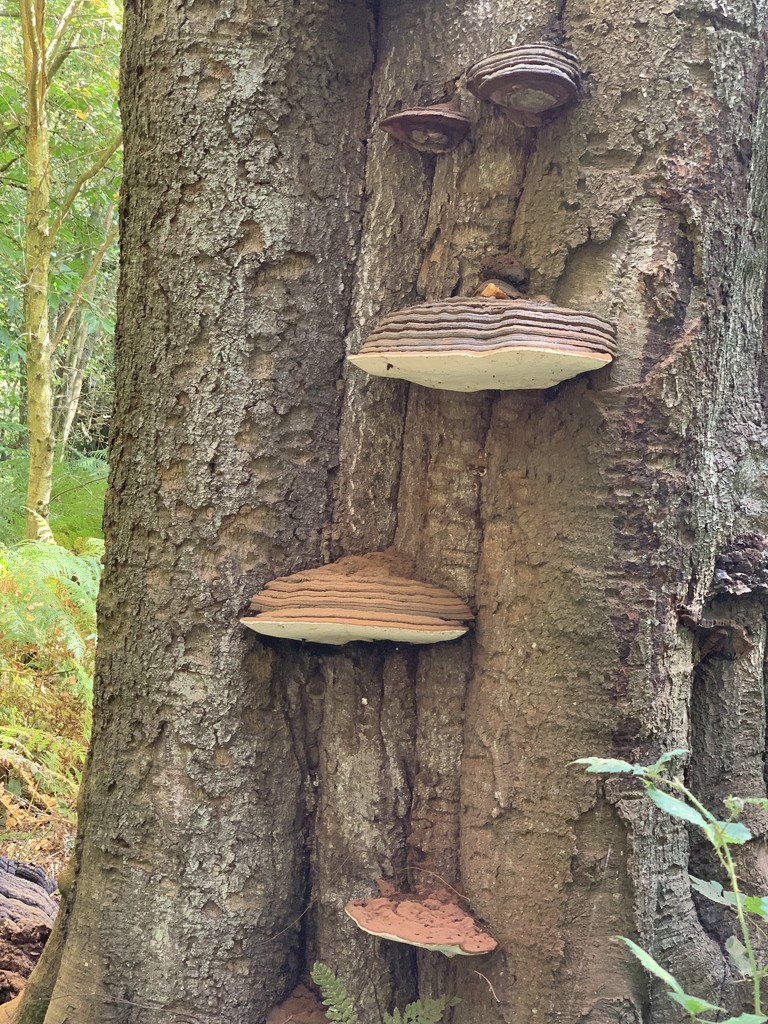 Bracket fungi on Beech Tree by mattjcuk