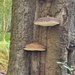 Bracket fungi on Beech Tree by mattjcuk
