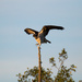 Osprey by peadar
