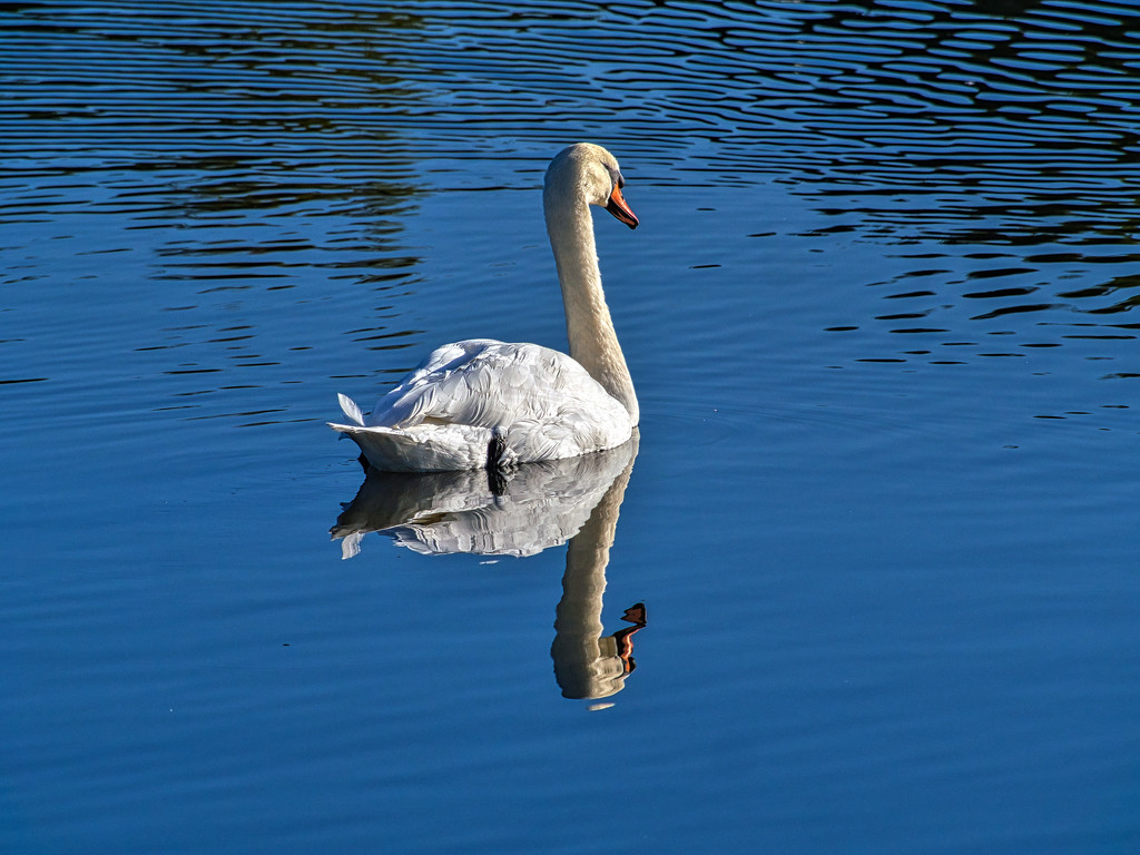 Swan Reflection. by tonygig