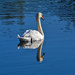 Swan Reflection. by tonygig