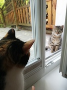 17th Sep 2019 - Neighbour cat