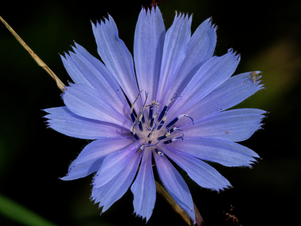 chicory with spider by rminer