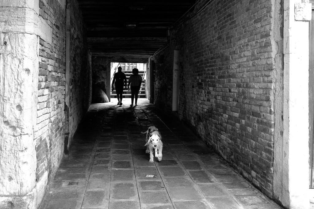 An old Venetian dog by caterina