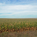 Corn as far as you can see by larrysphotos