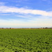 An other kale field, an other shot. by pyrrhula