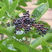 Elderberries in the hedge by speedwell