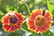 19th Sep 2019 - Helenium Mariachi Bandera