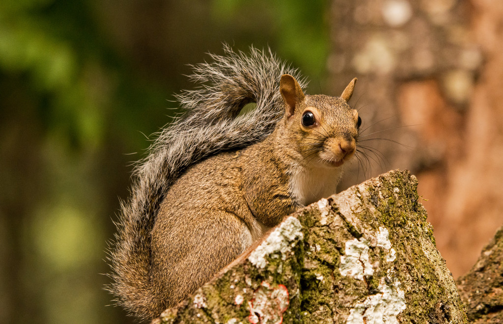 Another Squirrel on the Trunk! by rickster549