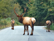19th Sep 2019 - Roosevelt Elk