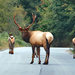 Roosevelt Elk by kathyo