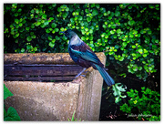 20th Sep 2019 - Tui Bath time...