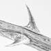 Shark Fin by kipper1951