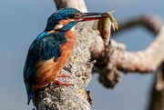 17th Sep 2019 - Kingfisher with fish