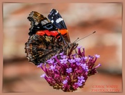 22nd Sep 2019 - Red Admiral Butterfly