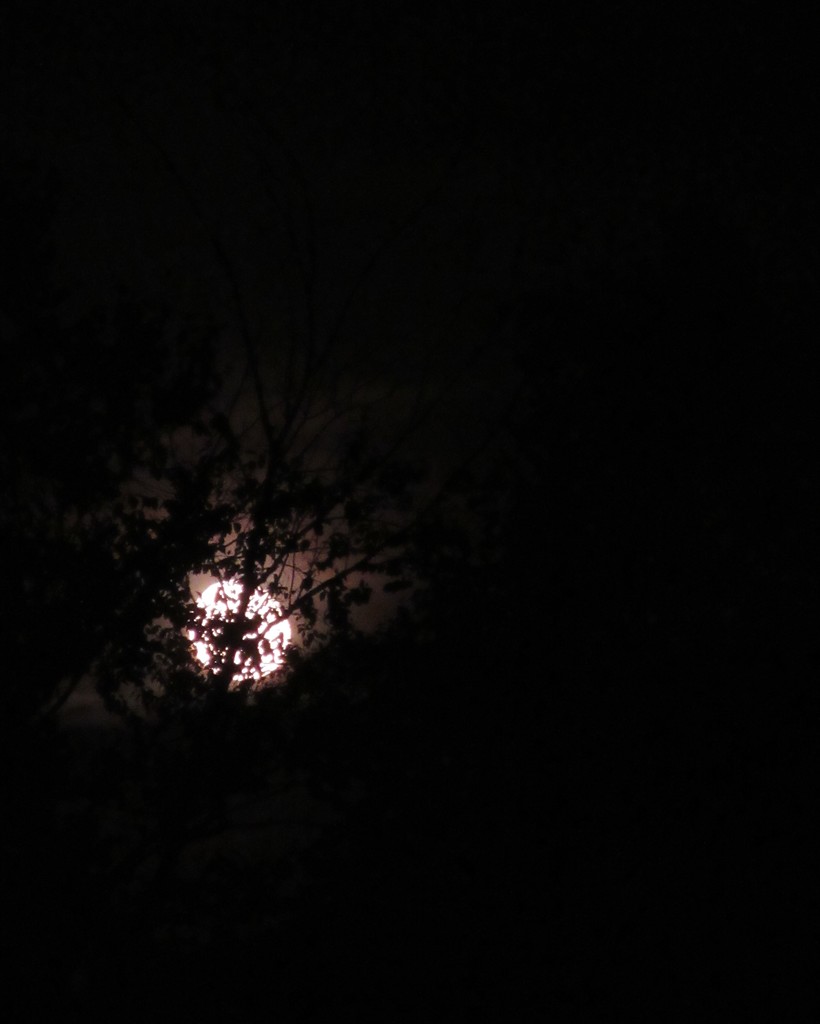 September 18: Moon by daisymiller