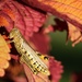 September 17: Grasshopper by daisymiller