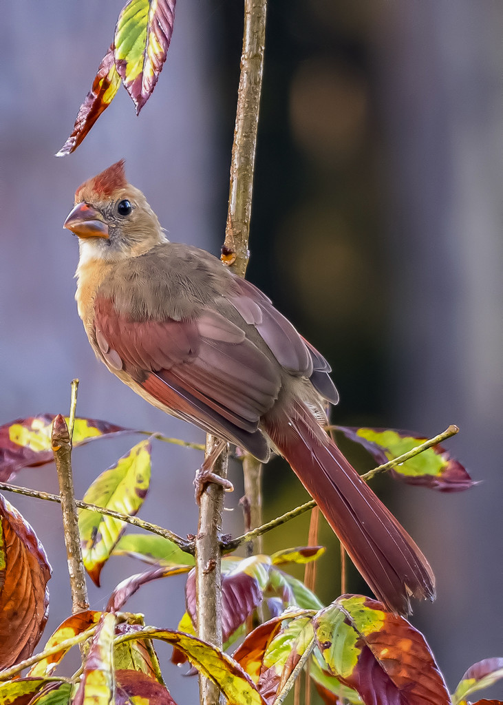 A Cardinal at her best by photographycrazy