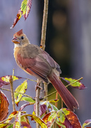 20th Sep 2019 - A Cardinal at her best
