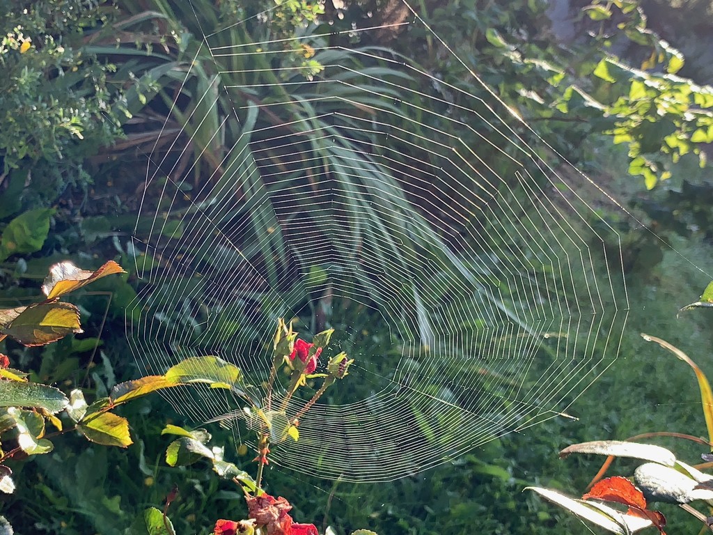 Spider web by 365projectmaxine