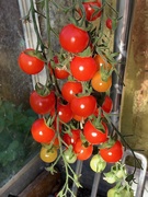 20th Sep 2019 - Tomatoes