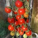 Tomatoes by 365projectmaxine
