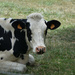 cow by parisouailleurs