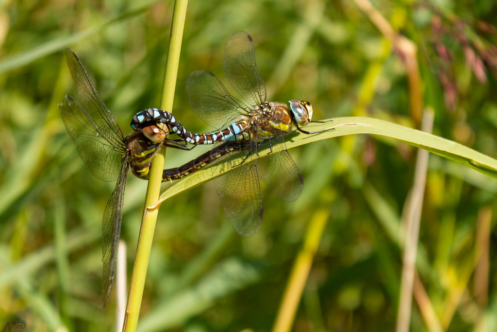 Dragonfly by natsnell