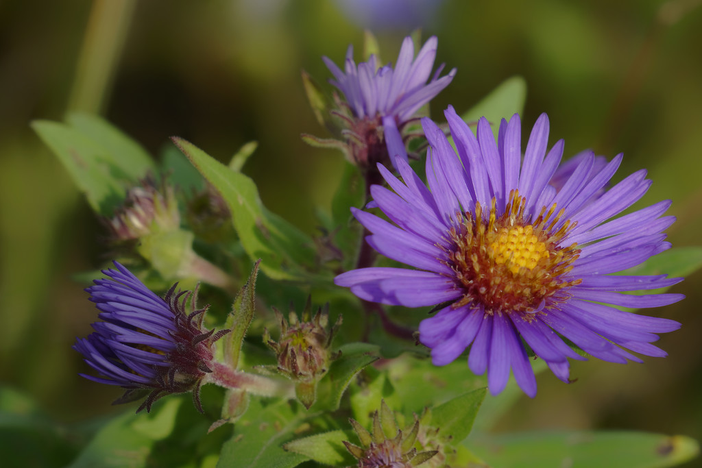 New England Asters by rminer